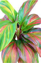 Load image into Gallery viewer, **WILLIE&#39;S GOLD** Cordyline Terminalis Hawaiian Ti Plant**AKA Good Luck Plants
