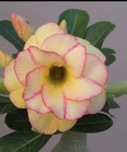 Load image into Gallery viewer, ~~YELOW FANTASY~~Grafted Adenium Obesum Desert Rose Plant
