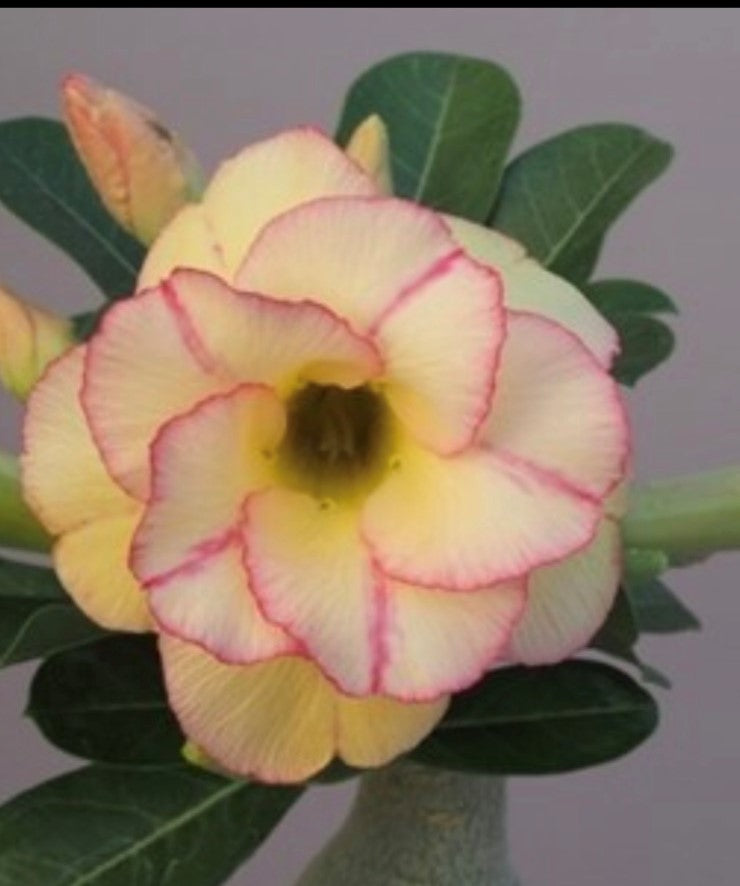 ~~YELOW FANTASY~~Grafted Adenium Obesum Desert Rose Plant