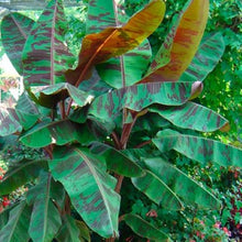 Load image into Gallery viewer, *ZEBRINA**Musa Sumatrana**AKA Blood Banana**Rooted Starter Plant**USA Seller**
