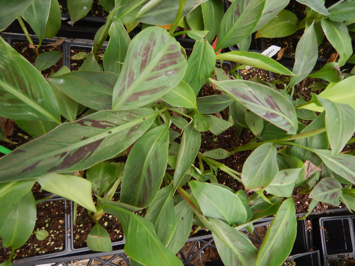 *ZEBRINA**Musa Sumatrana**AKA Blood Banana**Rooted Starter Plant**USA Seller**